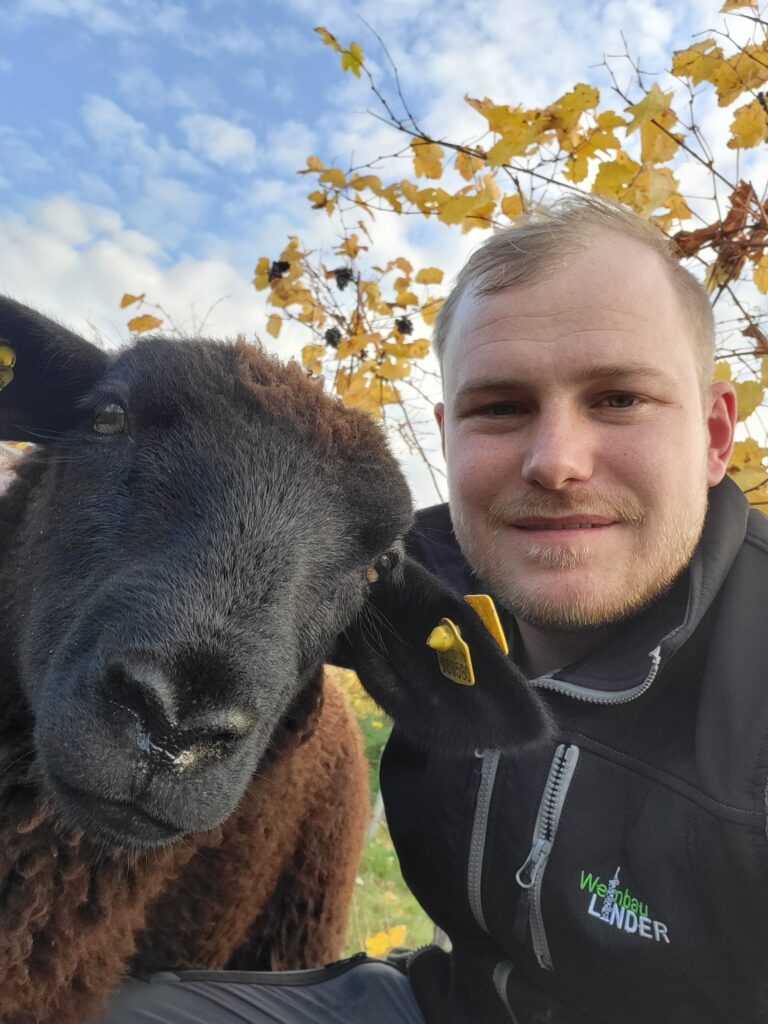 Winzer Klaus mit einem seiner Schafe